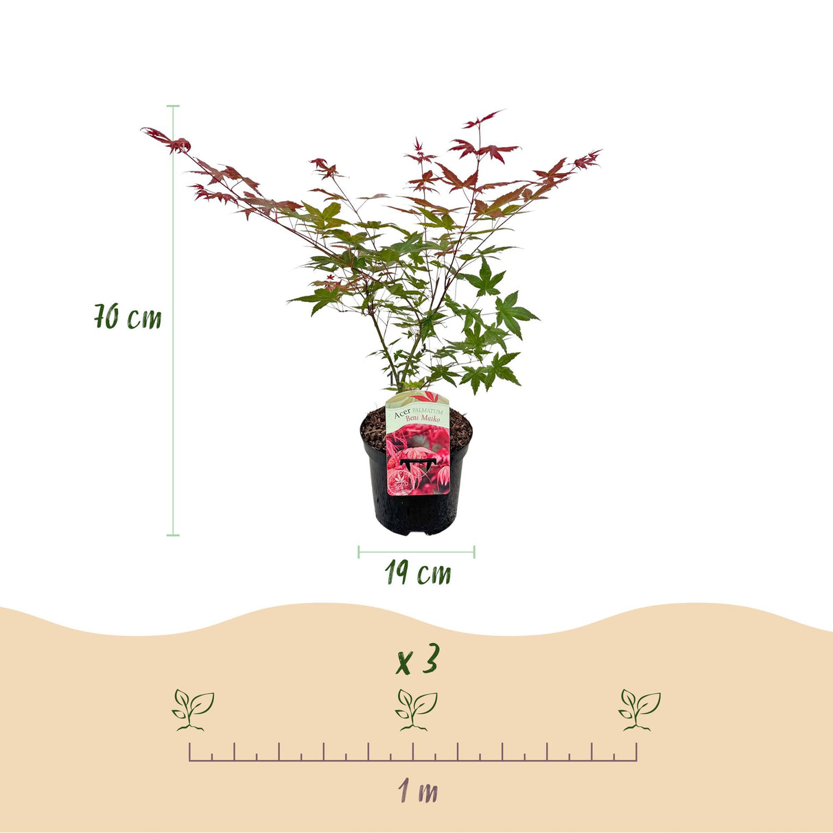 Acer palmatum Beni Maiko x2
