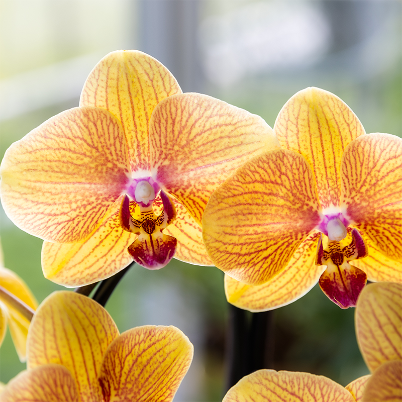 Orange Phalaenopsis Orchid Pot Size Ø12cm | Sunny Bunny | Flowering Houseplant – Fresh from the Grower