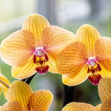 Orange Phalaenopsis Orchid Pot Size Ø12cm | Sunny Bunny | Flowering Houseplant – Fresh from the Grower