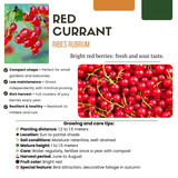 6 x Organic Gooseberry Plants – Ø 13 cm – ↨ 20 cm