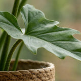 Philodendron - Philodendron Lacerum - Pot 19cm - Height 65cm