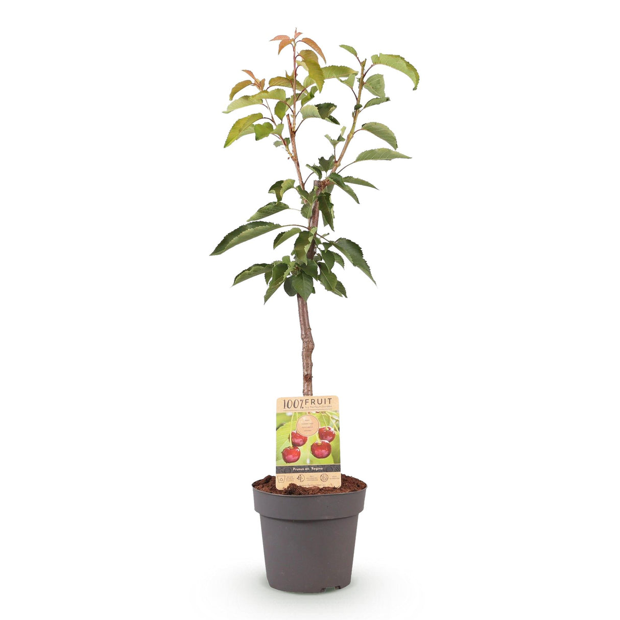 Cherry Tree - Prunus avium Regina - Red Cherry
