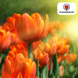 Orange Double-Flowered Tulip – Full, Warm & Eye-Catching – For Garden or Pot – Size 11/12 – Tulip Bulbs Icon – 20 Pieces