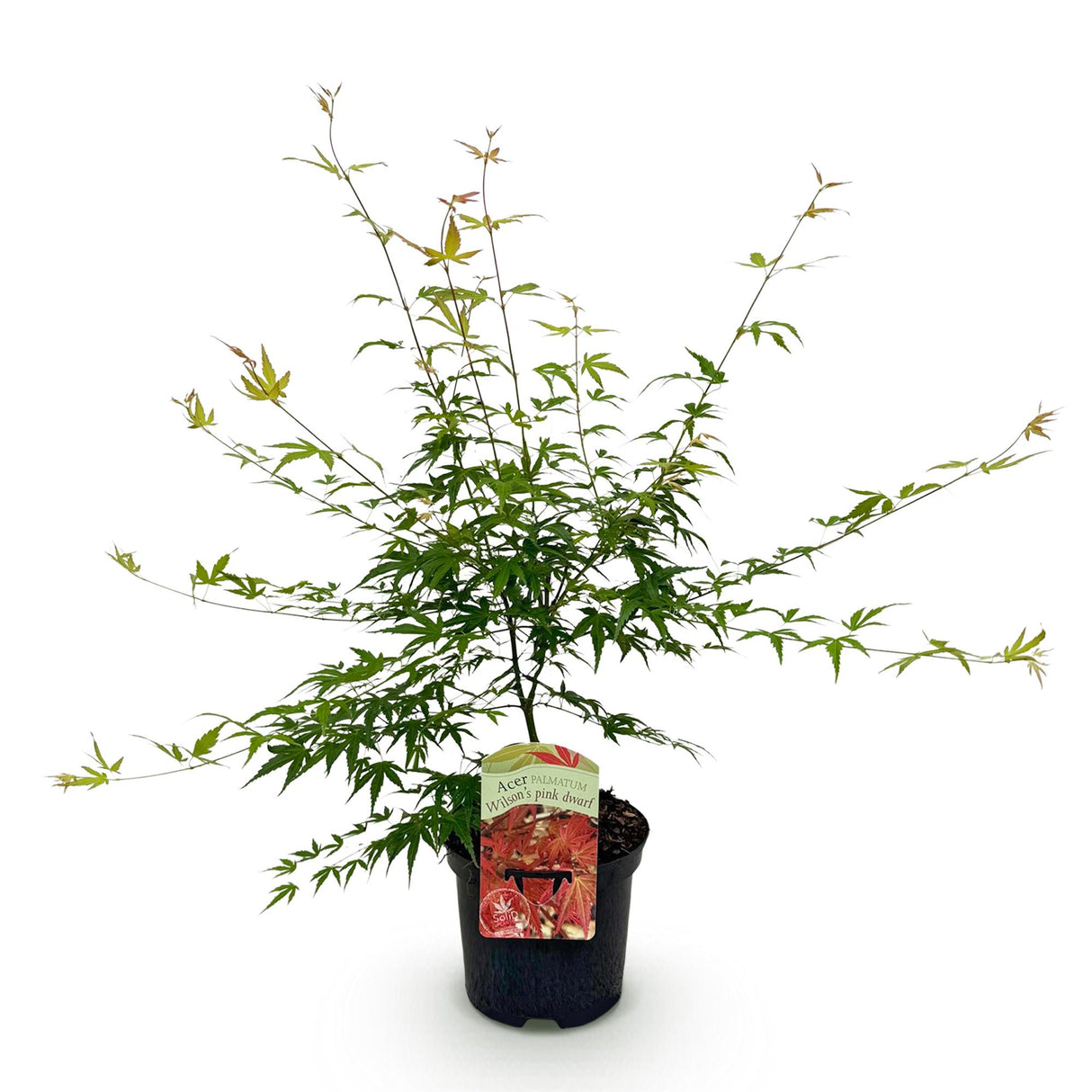 Acer palmatum Pink Dwarf x2