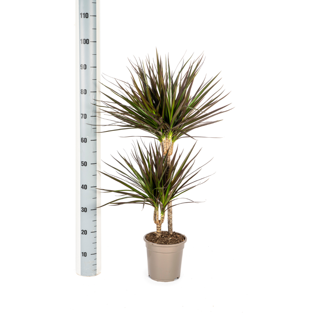 Dracaena Marginata Magenta