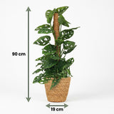 Monkey Mask - Monstera Adansonii Moosstab - Topf 19cm - Höhe 90cm