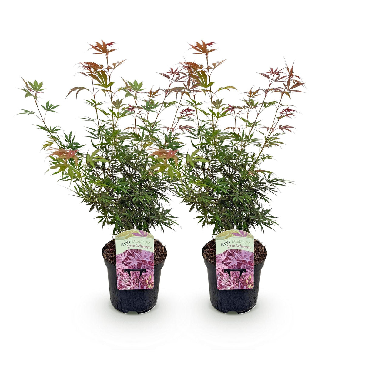 Acer palmatum Jerre Swarts x2