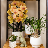 Orange Phalaenopsis Orchid Pot Size Ø12cm | Sunny Bunny | Flowering Houseplant – Fresh from the Grower