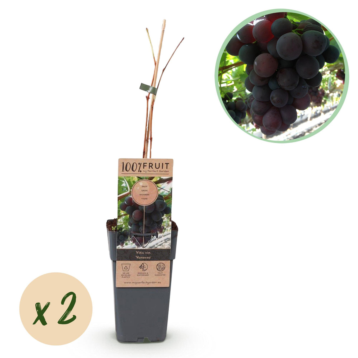 Purple Grape - Seedless x2