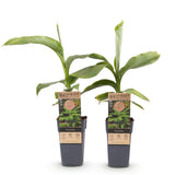 Japanese Fiber Banana - Musa Basjoo x2