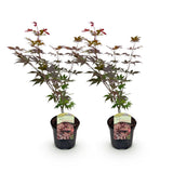 Acer palmatum Atropurpureum x2