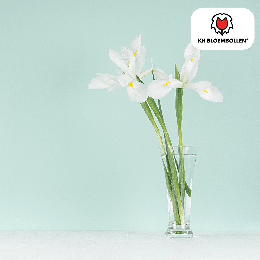 Iris Alaska 25 stuks