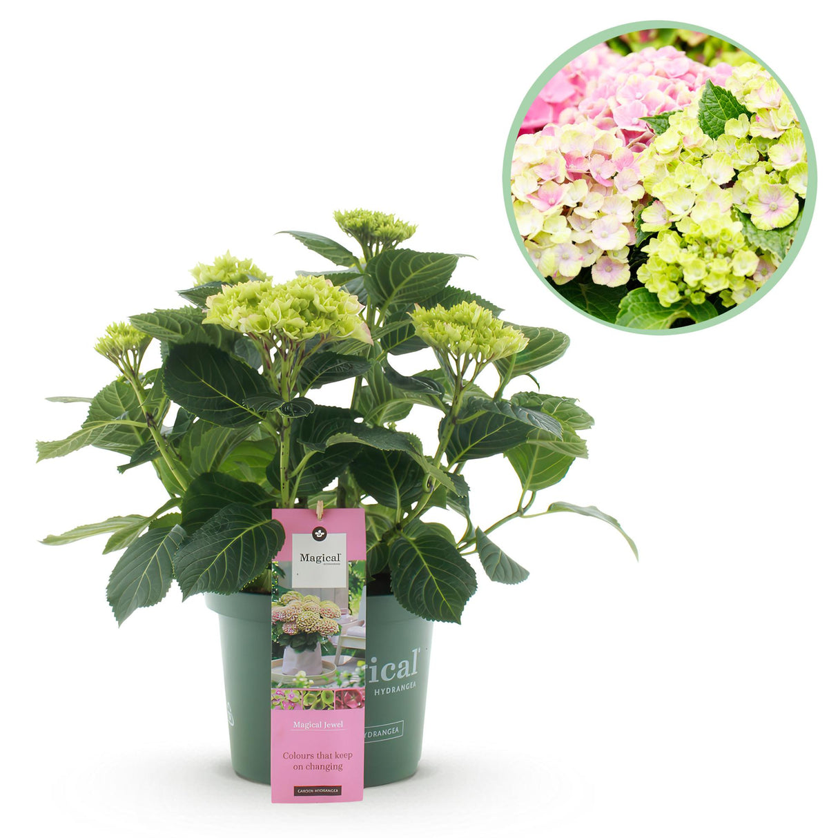 Hydrangea Magical Jewel Pink