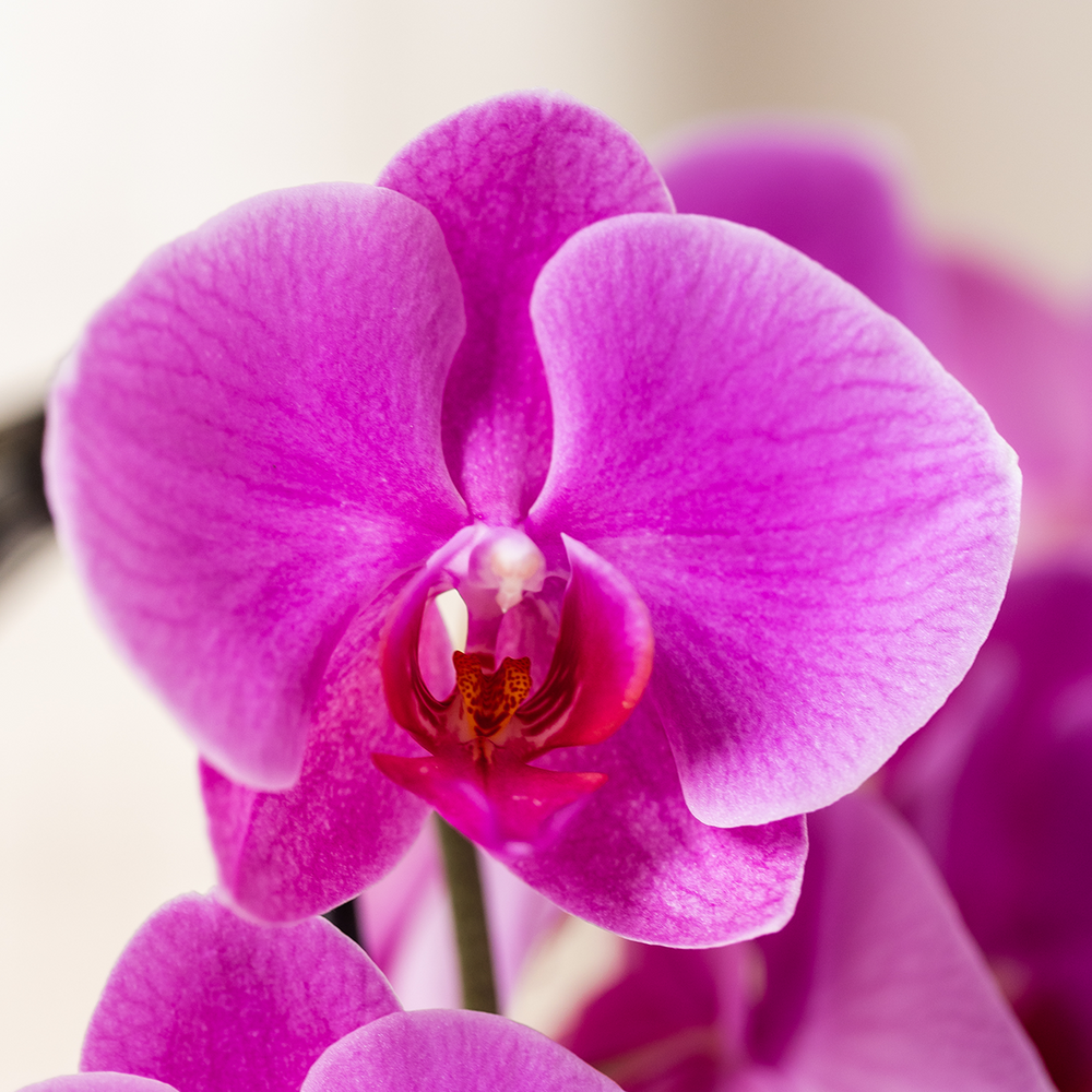 Purple Phalaenopsis Orchid Pot Size Ø12cm | Freeride | Flowering Houseplant – Fresh from the Grower