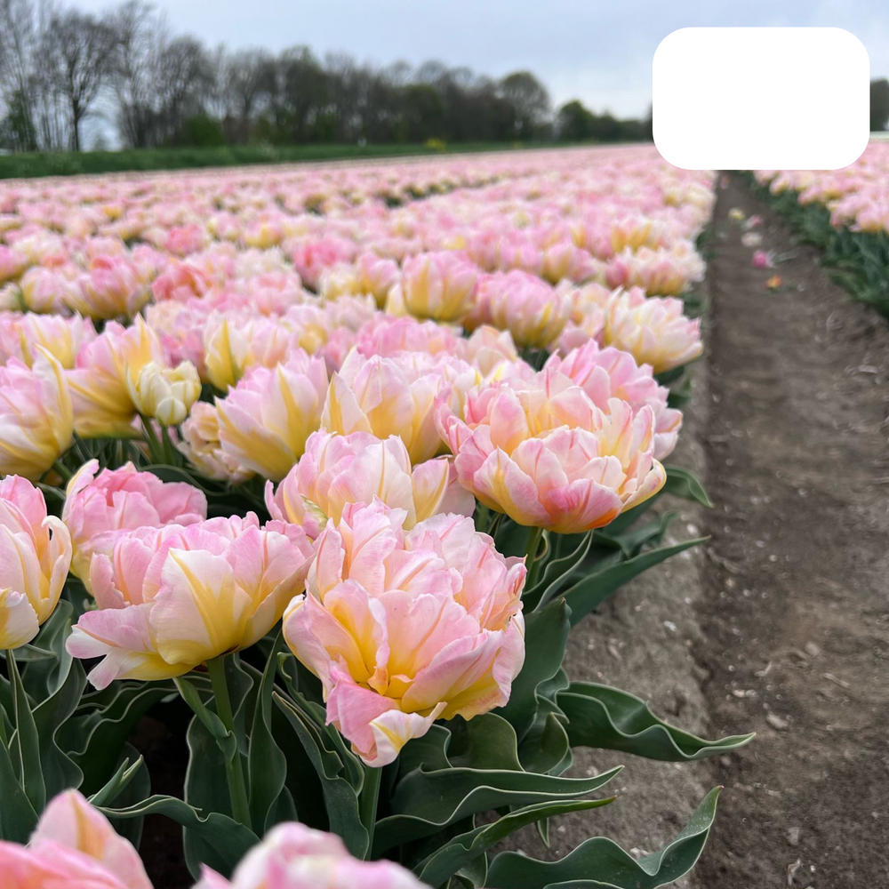 Pink Double-Flowered Tulip / Pot – Size 11/12 x 20