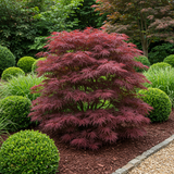 Acer palmatum Sumi-nagashi  x2