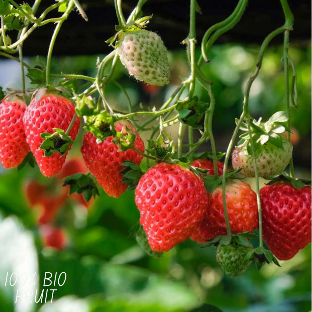 3x BIO Strawberry plants set