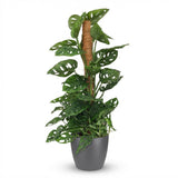 Monkey Mask - Monstera Adansonii Moss Pole - Green - Pot 19cm - Height 90cm