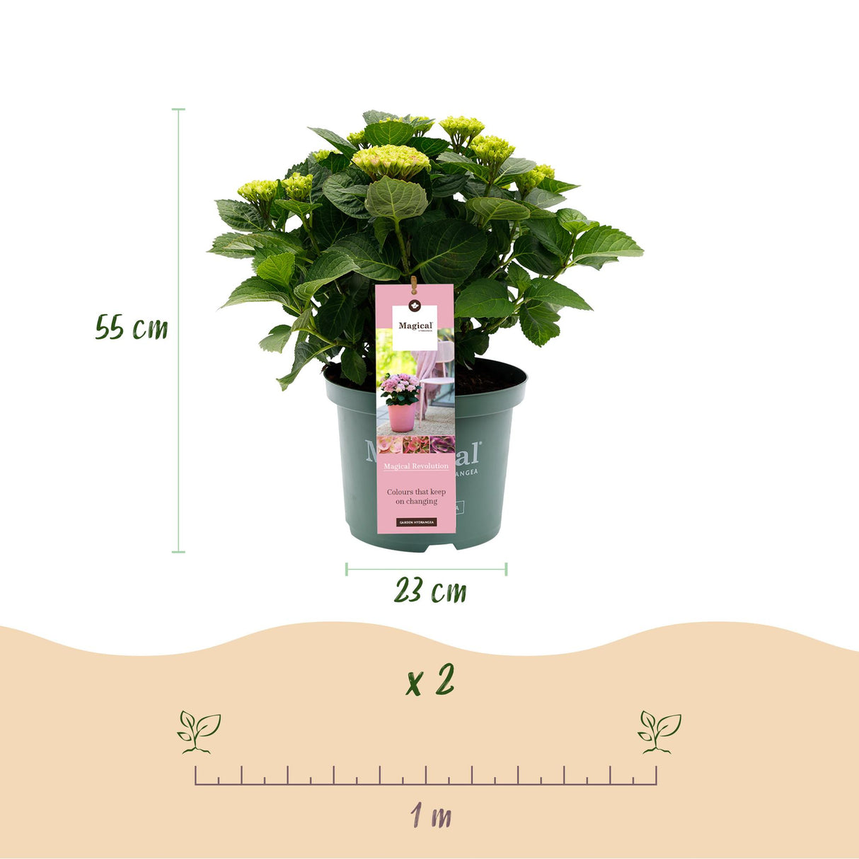 Hydrangea Magical Revolution Pink