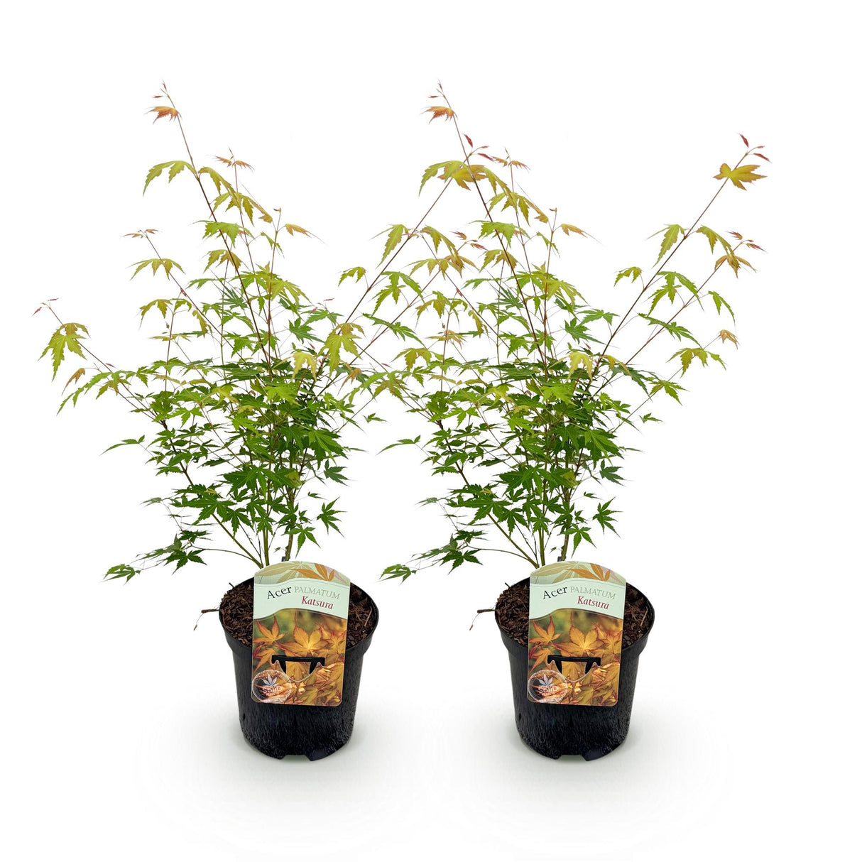 Acer palmatum Katsura x2