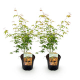 Acer palmatum Katsura x2