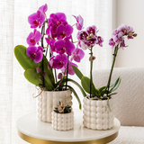 Purple Phalaenopsis Orchid Pot Size Ø12cm | Freeride | Flowering Houseplant – Fresh from the Grower
