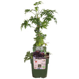 Rubus fruticosus 'Thornless Evergreen' - Thornless Blackberry - Ø13cm - ↕45cm