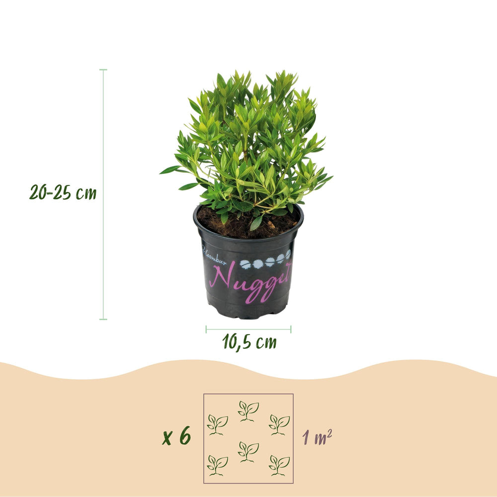 Zwerg-Rhododendron - Rhododendron Bloombux Light Pink - Blühende Buxus - Wenig Pflege - Hellrosa Blüte - 3 Pflanzen - Topf 10,5cm - Höhe 20-25cm