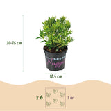 Zwerg-Rhododendron - Rhododendron Bloombux Light Pink - Blühende Buxus - Wenig Pflege - Hellrosa Blüte - 3 Pflanzen - Topf 10,5cm - Höhe 20-25cm