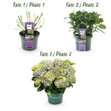 Hydrangea Magical Jewel Blue