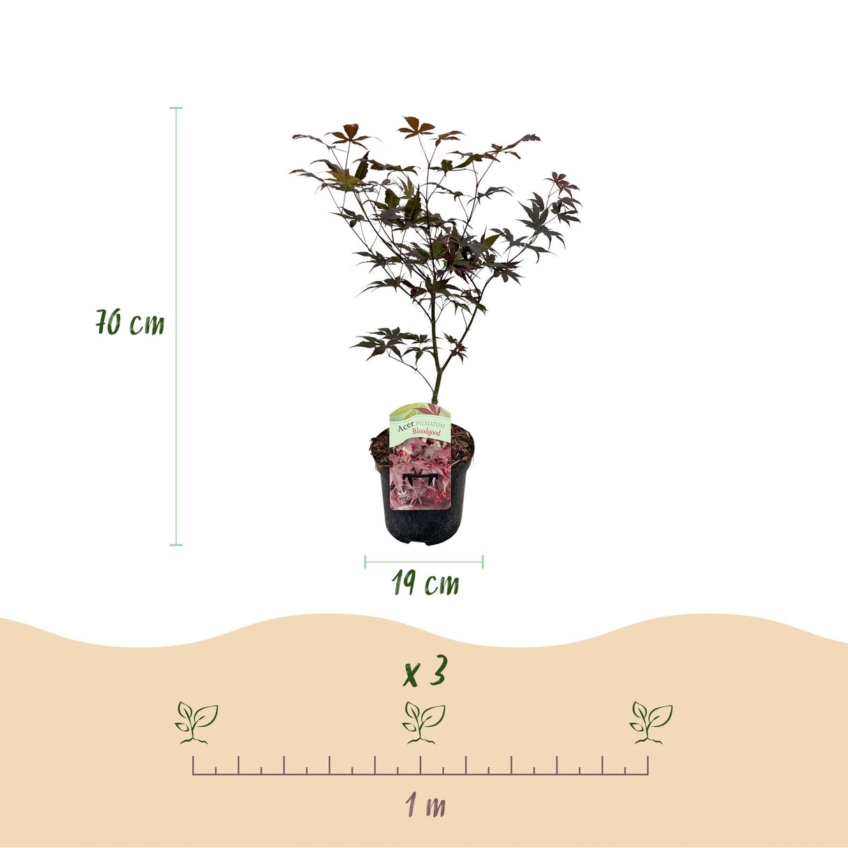 Acer palmatum Bloodgood x2