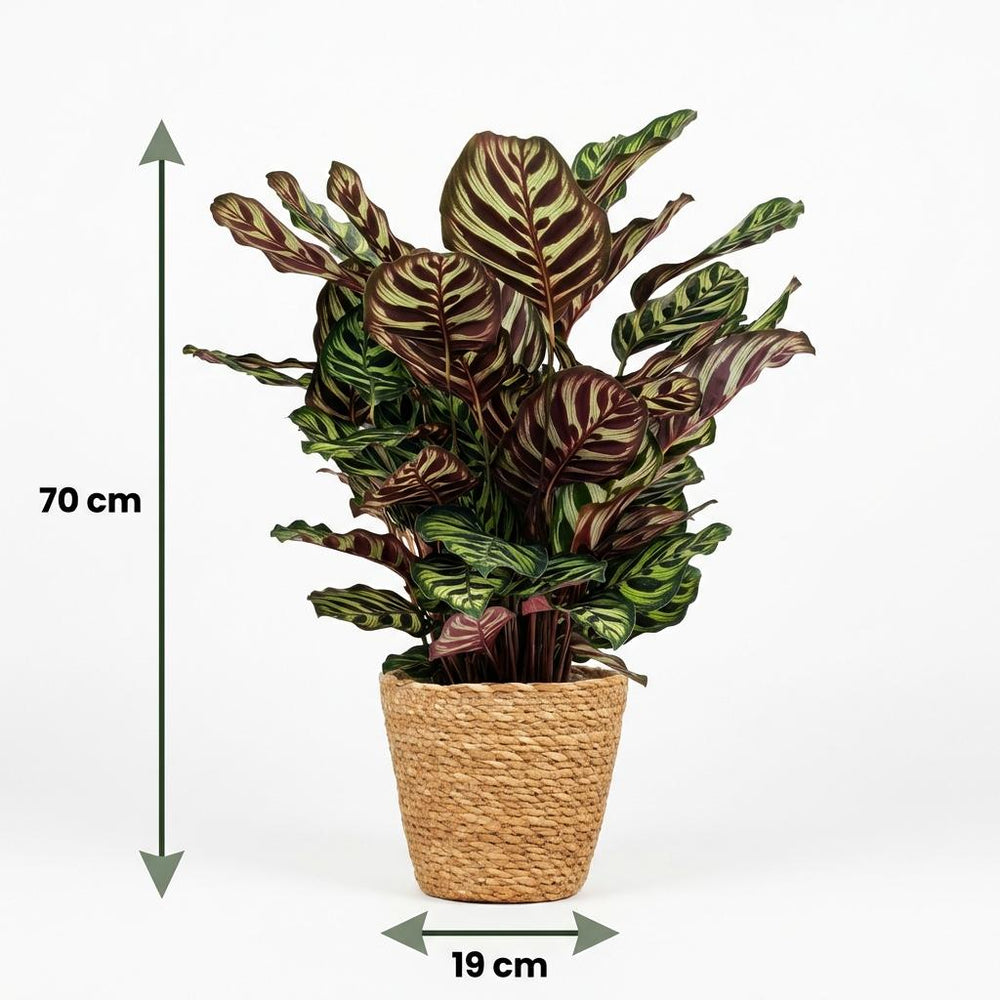 Peacock Plant - Calathea Makoyana - Pot 19cm - Height 70cm