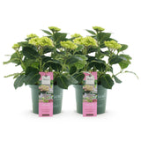 Hydrangea Magical Jewel Pink x2