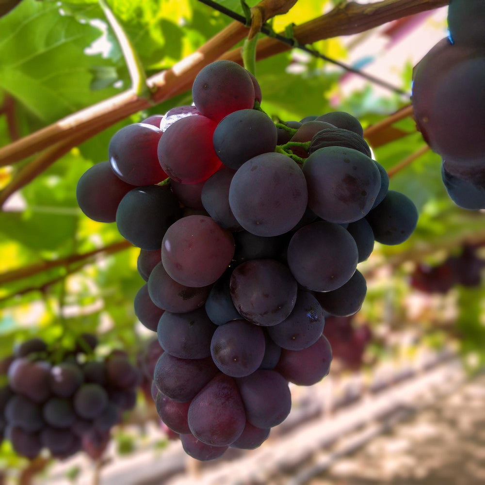 Purple Grape - Seedless x2