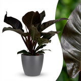 Philodendron - Philodendron Imperial Red - Topf 19cm - Höhe 60cm