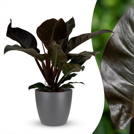 Philodendron - Philodendron Imperial Red - Topf 19cm - Höhe 60cm