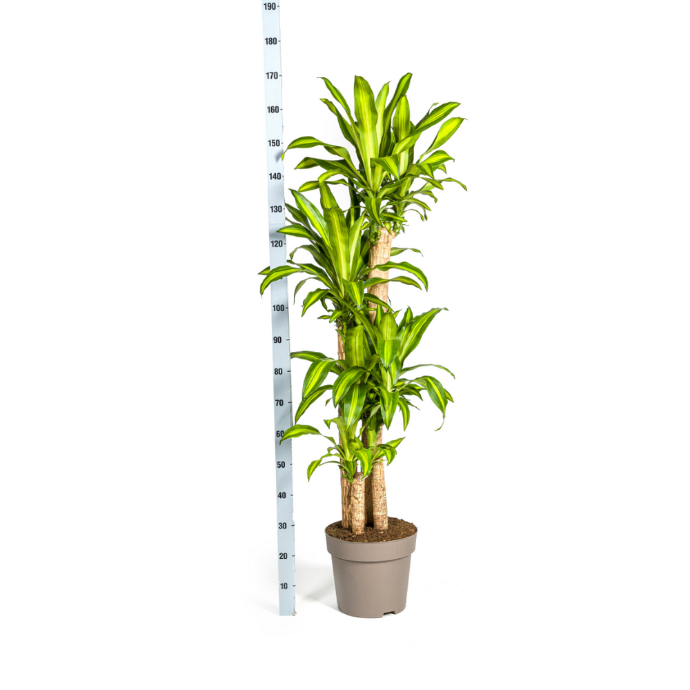 Dracaena Fragrans Massangeana Ø30cm - ↕170 - 190cm