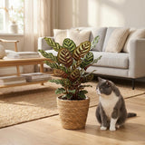 Peacock Plant - Calathea Makoyana - Pot 19cm - Height 70cm