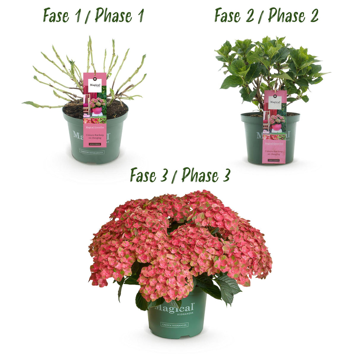 Hydrangea Magical Green Fire x2