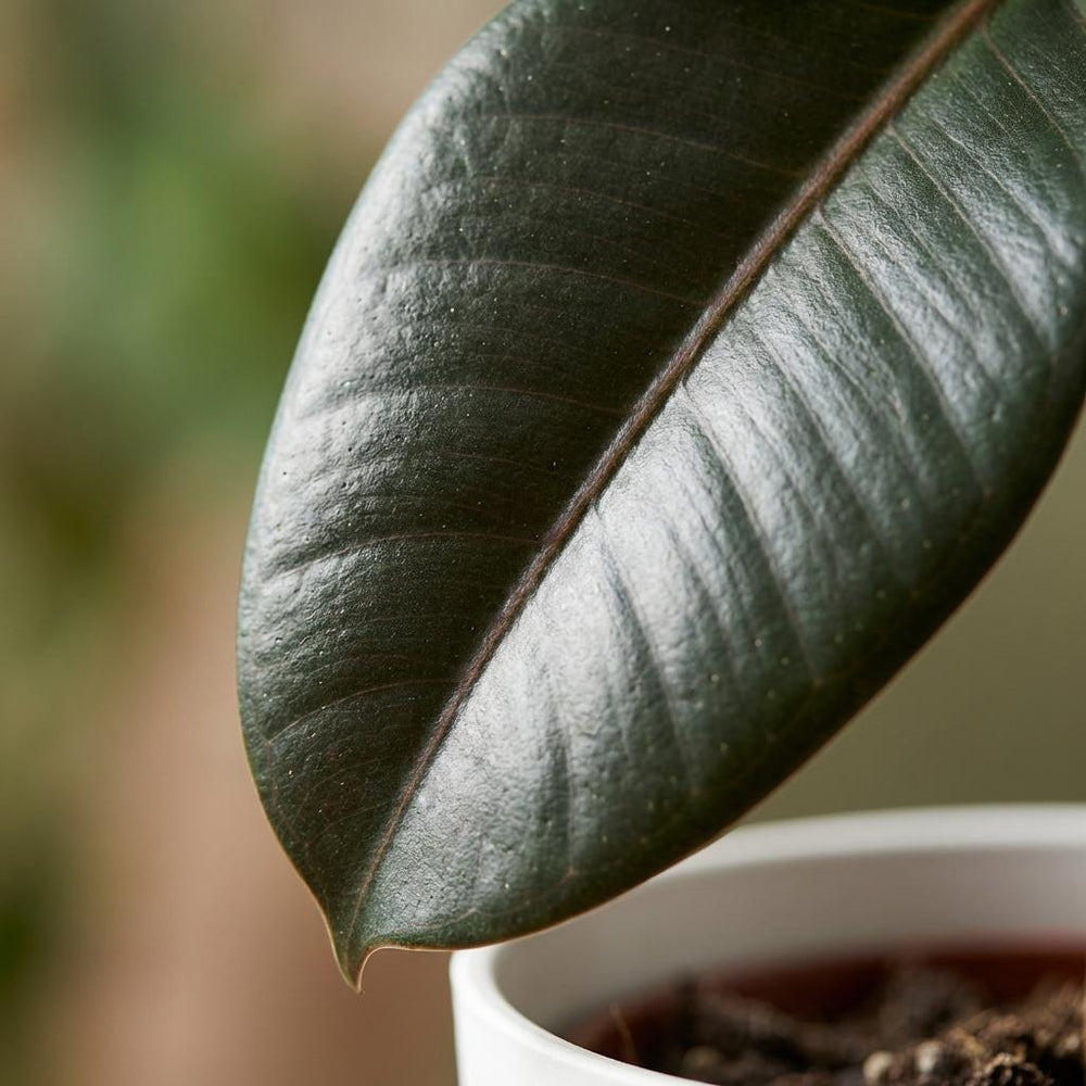 Rubber Plant - Ficus Elastica Cloe  Pot 19cm - Height 65cm