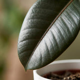 Rubber Plant - Ficus Elastica Cloe  Pot 19cm - Height 65cm