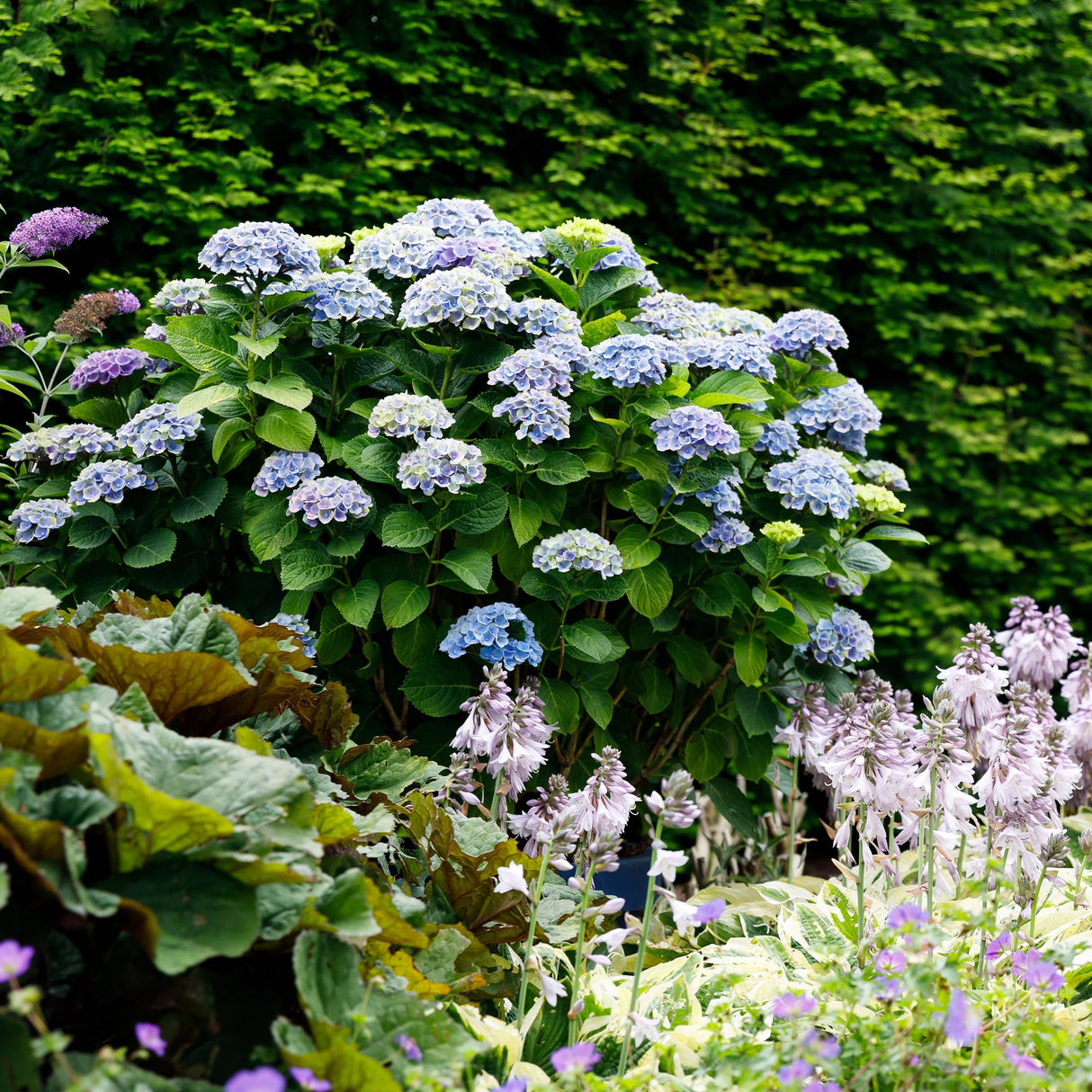Hydrangea Magical Revolution Blue