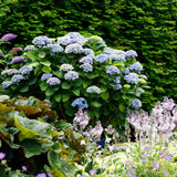 Hydrangea Magical Revolution Blue