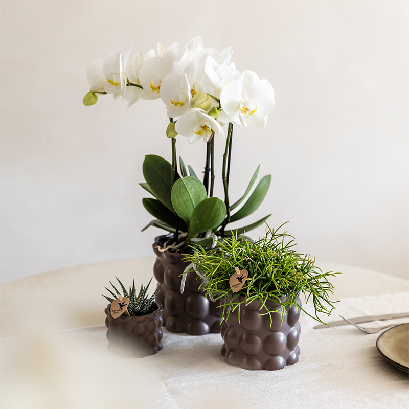 Plant Set Cotton Brown | Green Plants with White Phalaenopsis Orchid Ghent in Ceramic Decorative Pots