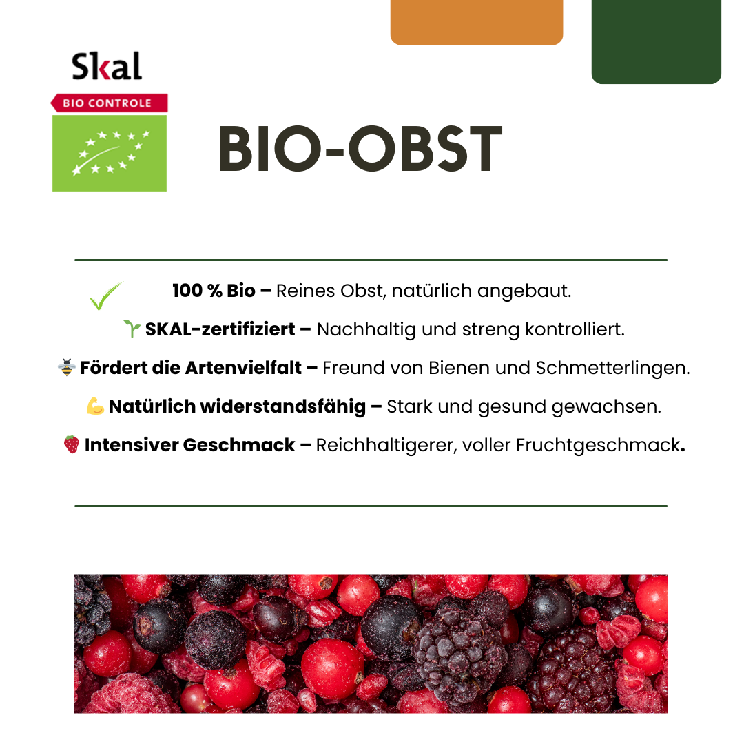 6 x Organic Grape Plants – Ø 13 cm – ↨ 20 cm