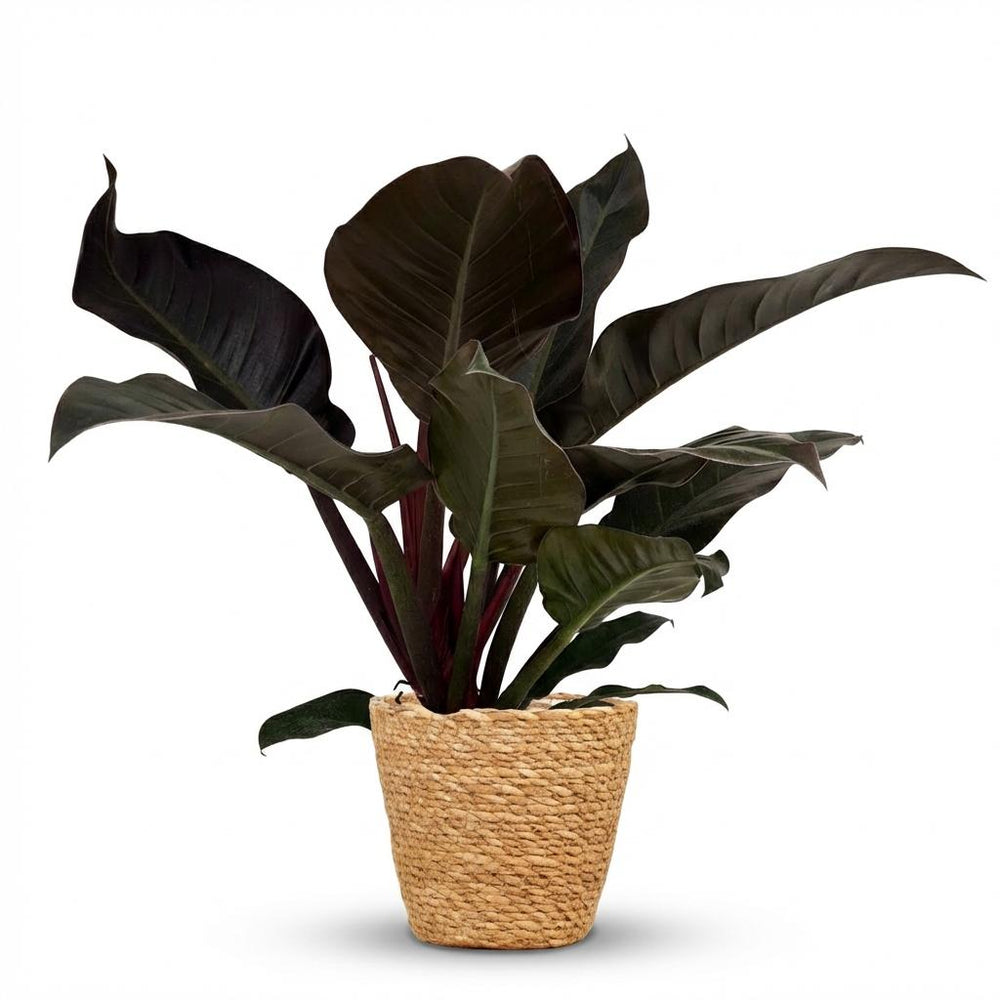 Philodendron - Philodendron Imperial Red - Topf 19cm - Höhe 60cm