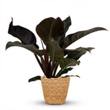 Philodendron - Philodendron Imperial Red - Topf 19cm - Höhe 60cm