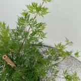 Acer palmatum Emerald Lace x2