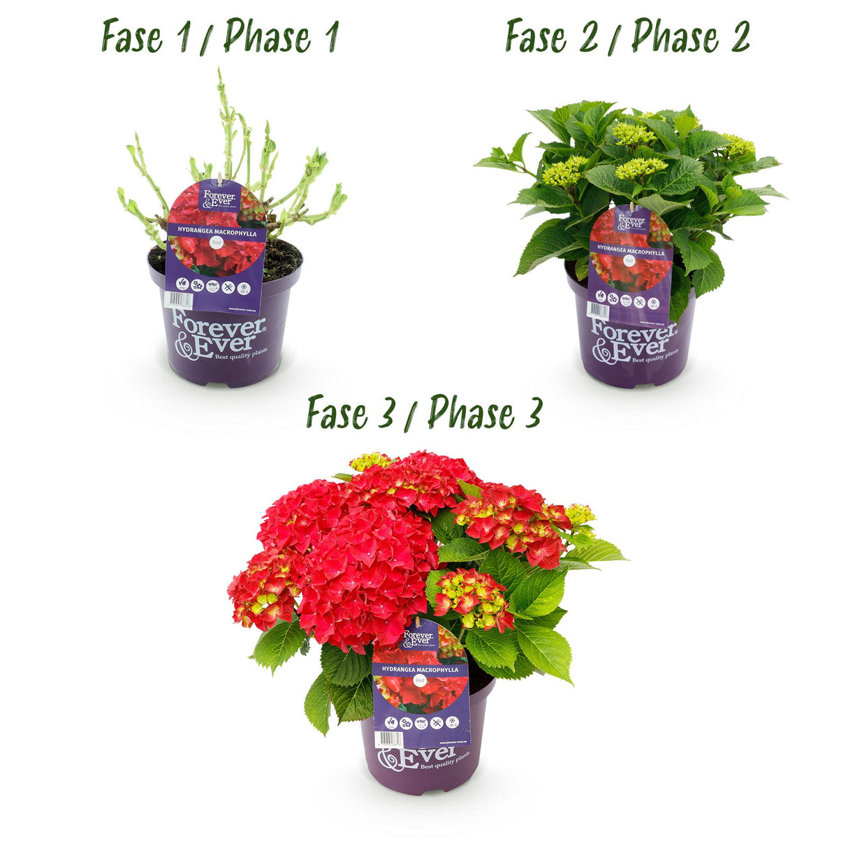 Hydrangea macrophylla Forever & Ever Red x2