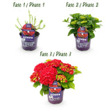 Hydrangea macrophylla Forever & Ever Red x2